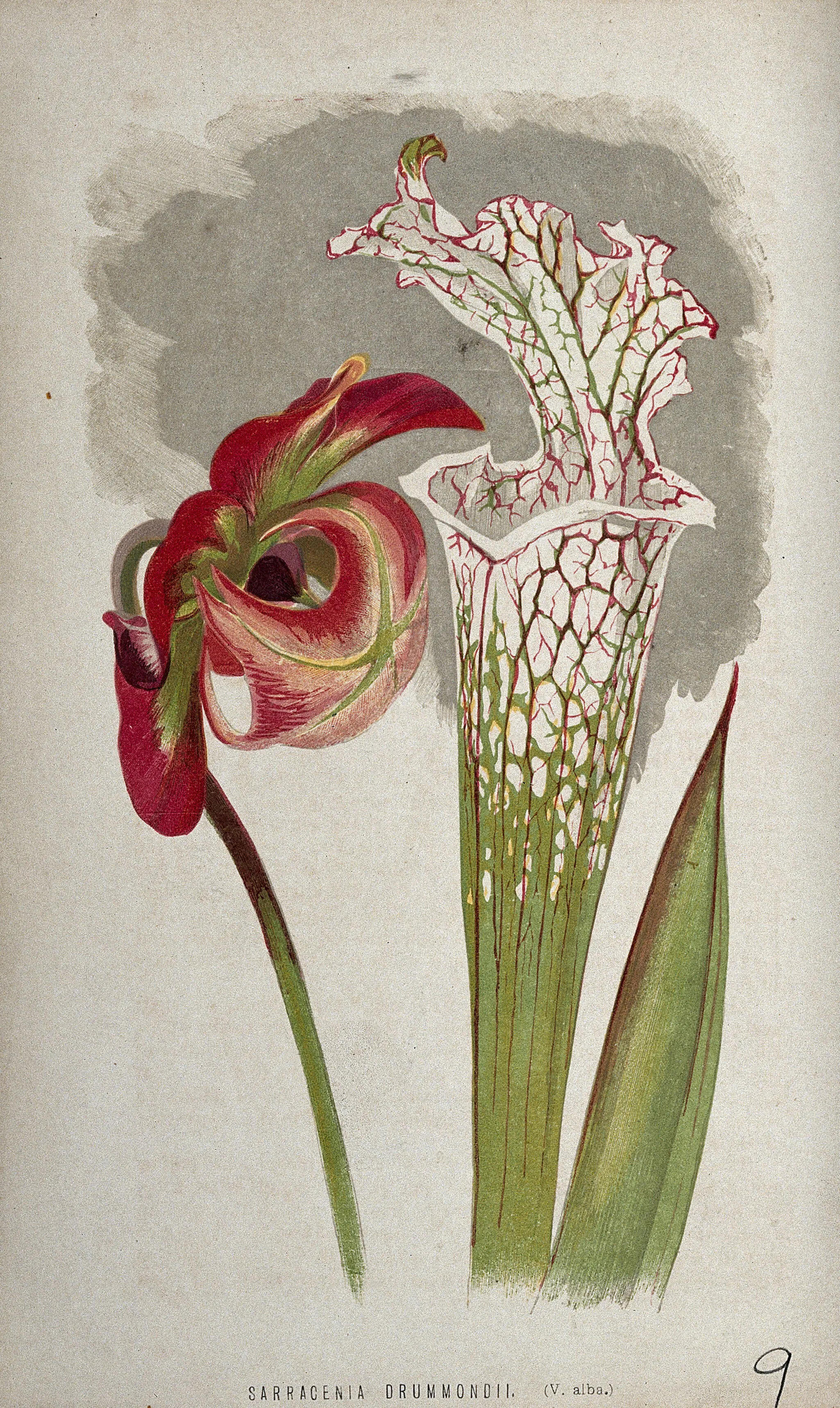 A pitcher plant (Sarracenia drummondii) showing flower, young leaf, and pitcher, hand-coloured lithograph.