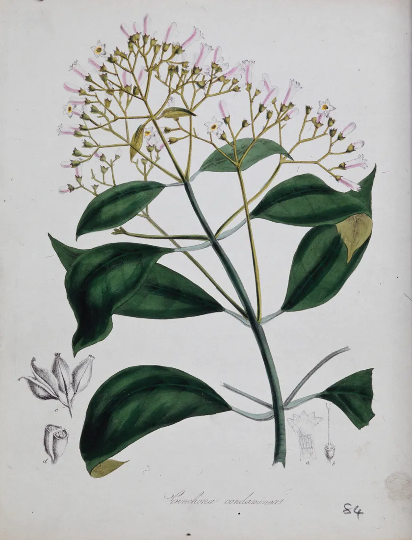 Cinchona officinalis: flowering stem and floral segments, coloured lithograph.