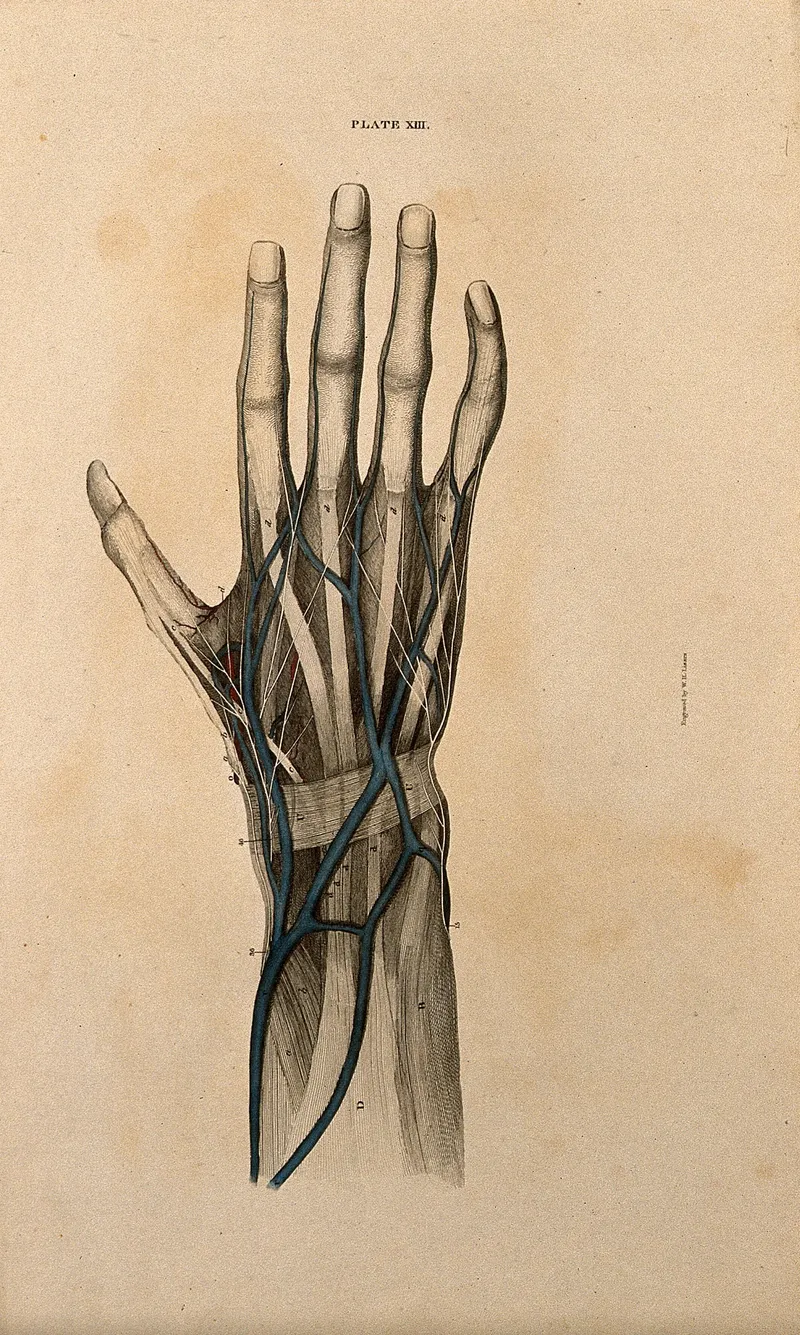 Dissection of a human hand showing blood vessels and nerves, line engraving.